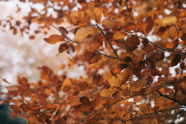 Quels parfums porter à l’automne ? Rituels et inspirations avec Maison Camille Leguay