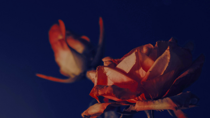 Rose, matière sacrée : la vibration du cœur dans Principe Féminin